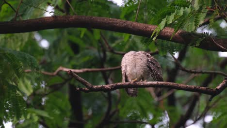 Looking-at-the-back-then-turns-its-head-to-preen-its-left-wing,-Spotted-Owlet-Athene-brama,-Thailand