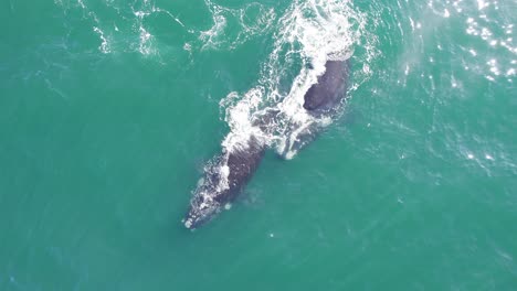 Drohnenansicht-Von-Oben:-Zwei-Glattwale-Schwimmen-Seite-An-Seite,-Während-Sie-Auftauchen-Und-Abtauchen