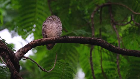 Camera-zooms-out-revealing-this-sleeping-owl-on-a-branch,-Spotted-Owlet-Athene-brama,-Thailand