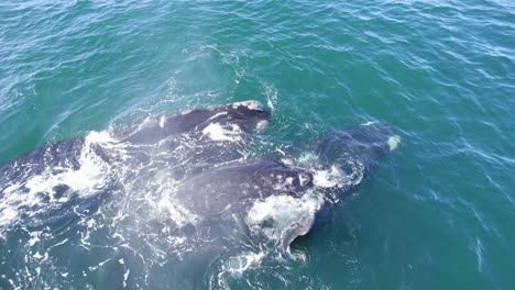 Closeup-Shot-of-Southern-Right-Whales-pod-spurting-water-from-their-blowholes-which-is-refracting-the-sunlight-and-causing-rainbow