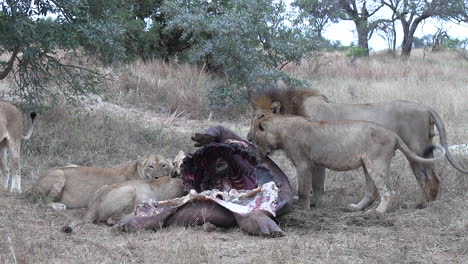 Der-Stolz-Afrikanischer-Löwen-Verschlingt-Beute-Im-Wildpark