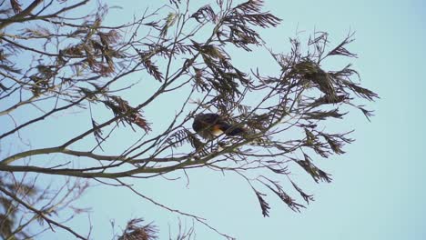 El-Pájaro-Bulbul-O-Kutilang-Con-Cabeza-De-Hollín-Se-Posa-En-La-Rama-Del-árbol---Pycnonotus-Aurigaster