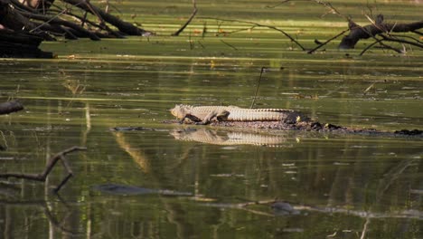 Junger-Alligator-Hüpft-Von-Einem-Baumstamm,-Nachdem-Er-Sich-Gesonnt-Hat