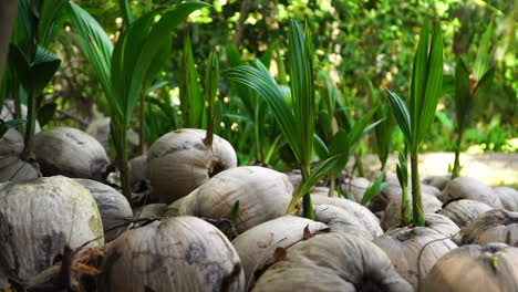 Palmen,-Die-Aus-Kokosnüssen-Sprießen,-Nahaufnahme,-Nach-Oben-Geneigt