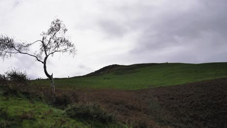Silver-birch-tree-on-the-slopes-of-the-Malvern-Hills,-as-people-hike-to-the-top-and-crows-fly-over