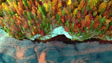 Flying-in-front-of-colorful,-lakeside-autumn-trees-on-the-coast-of-an-Austrian-lake---Aerial-view