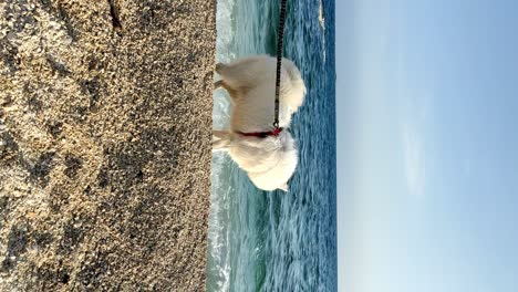 Handheld-clip-of-Samoyed-dog-on-leash-running-on-beach-in-Rovinj,-Croatia