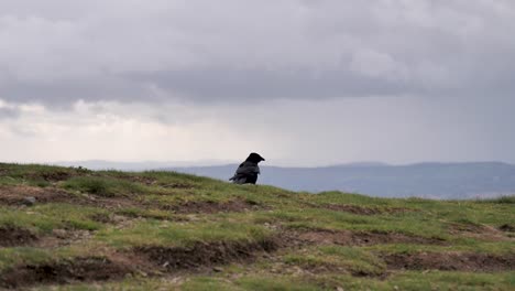 Lone-crow-taking-flight-from-grass-verge-on-Malvern-Hills,-UK