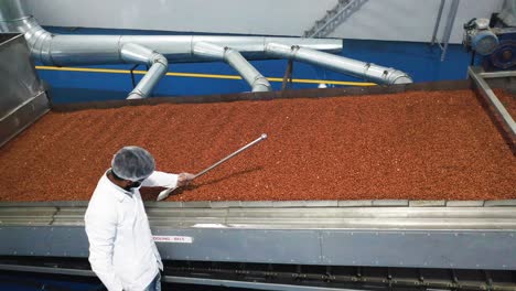 Side-view,-roasted-peanut-kernels-being-processed-to-make-peanut-butter