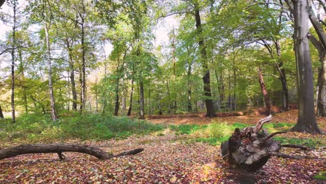 Zeitlupe-Im-Herbstwald