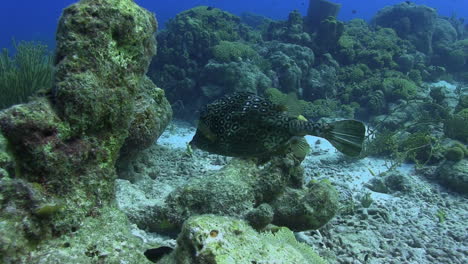 A-honeycomb-cowfish-swims-around-a-Caribbean-reef-full-of-abundant-and-healthy-coral