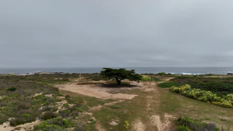 Aerial-Shot-of-Large-Tree-on-Shoreline-with-Grey-Overcast-Skies-and-Sea-in-Background