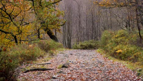 Ein-Friedlicher-Herbst--Und-Winterwald-Mit-Einem-Langsam-Am-Flussufer-Fließenden-Bach,-Goldenen-Eichen-Und-Fallenden-Bronzenen-Blättern