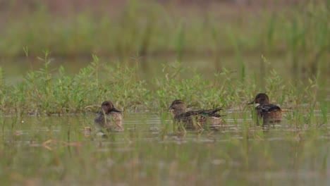 Green-Winged-Teal-or-Common-Teal-Ducks-Feeding-in-Wetland