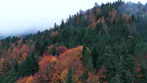 Aerial-slow-fly-over-a-moody-forest-at-the-end-of-autumn-fall,-in-Vosges,-France