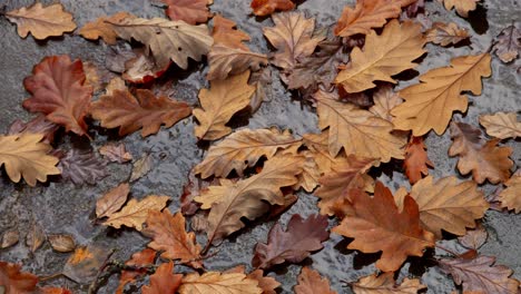 Fallen-oak-tree-leaves-on-a-rainy-woodland-floor