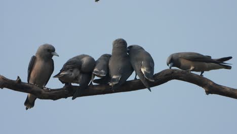Birds-Relaxing-on-tree---Sky-