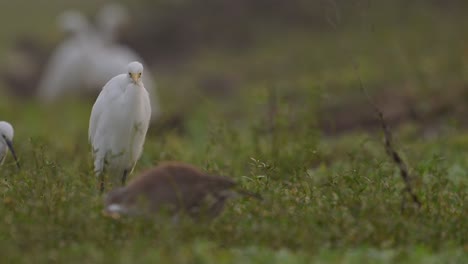 Great-Egret-in-Wetland-in-morning