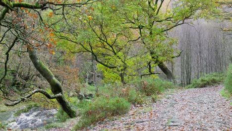 Tranquil-winter-woodland-with-a-slow-stream,-golden-oak-trees,-and-fallen-leaves,-offering-a-peaceful-and-relaxing-scene