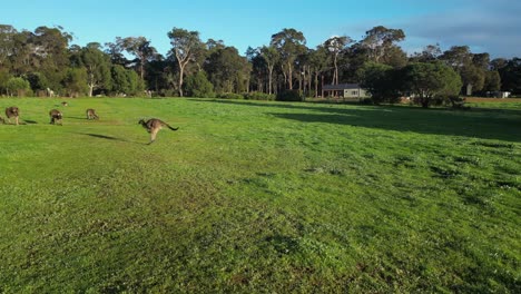 Drone-tracking-shot-of-jumping-Kangaroo-on-grass-field-during-sunset-time-in-Western-Australia---Slow-motion-shot