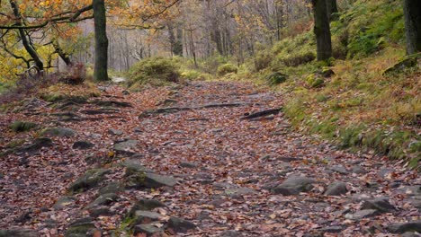 Ruhige-Winterwaldszene-Mit-Einem-Sanften-Bach,-Goldenen-Eichen-Und-Gefallenen-Blättern-In-Der-Friedlichen-Landschaft