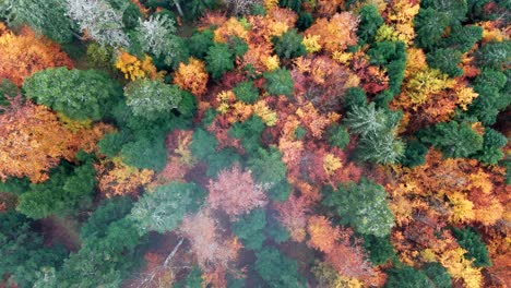 Aerial-top-down-view-of-a-moody-forest-at-the-end-of-autumn-fall-in-Vosges,-France