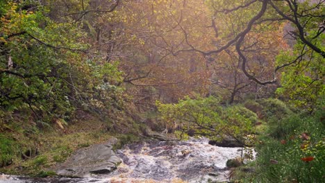 Relaxing-autumn-and-winter-forest,-a-gentle-stream-beside-the-riverbank,-golden-oak-trees,-and-bronze-leaves-falling