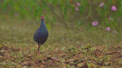 Grey-headed-swamphen-Closeup-in-Morning-with-beautiful-Background