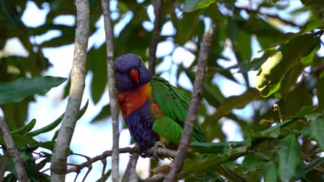Beautiful-rainbow-lorikeets,-trichoglossus-moluccanus-spotted-perching-on-tree-branch-in-its-natural-habitat,-fluff-up-its-feathers-to-keep-warm-on-a-windy-day,-close-up-shot