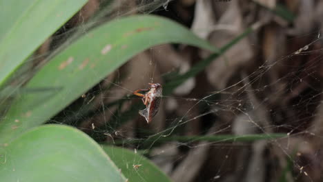 Cucaracha-O-Escarabajo-Enredado-Y-Envuelto-En-Una-Red-De-Araña-De-Jardín-Amarilla