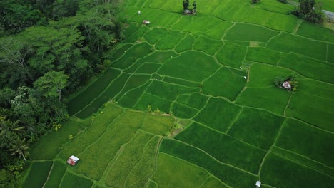 Aerial-dolly-tilt-down-above-rice-field-terrace-pattern,-Benawah-Kangin-Bali-Indonesia