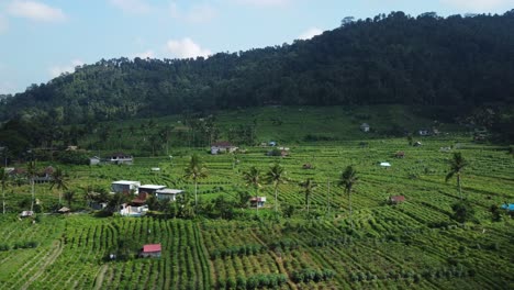 Luftaufnahme-Eines-Wunderschönen-Bauernhofs-Im-Sidemen-Tal-Auf-Bali-Mit-Blick-Auf-Die-Grünen,-Terrassenförmig-Angelegten-Anbauflächen-Mit-Landwirtschaftlichen-Gebäuden-Und-Vereinzelten-Palmen-Und-Bewaldeten-Bergen