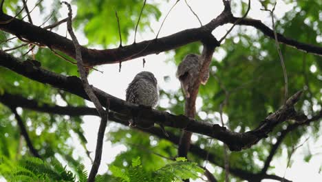 A-butterfly-passe-by-then-this-owl-scratches-its-left-ear-and-preens-itself,-Spotted-Owlet-Athene-brama,-Thailand