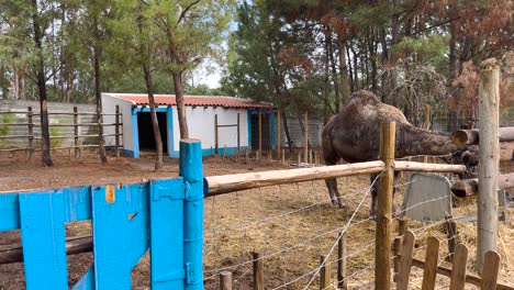 Un-Camello-Pastando-Pacíficamente-Levantando-Ocasionalmente-La-Cabeza-En-Una-Granja-Dentro-De-Un-Recinto-Vallado-Con-Un-Manto-De-Heno.