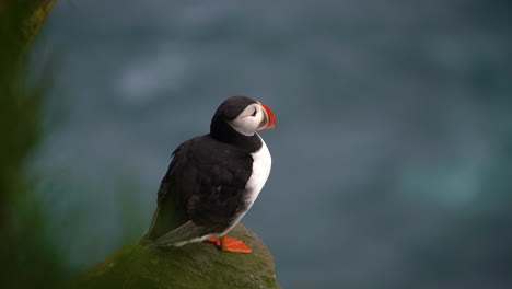 Wilder-Papageientaucher-Seevogel-Aus-Der-Familie-Der-Alkenvögel-In-Island.