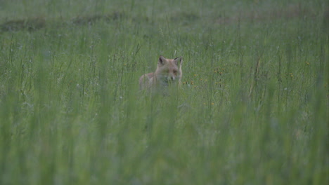 Beautiful-red-Eurasian-fox-hiding-behind-high-grass,-static,-wide-shot,-day