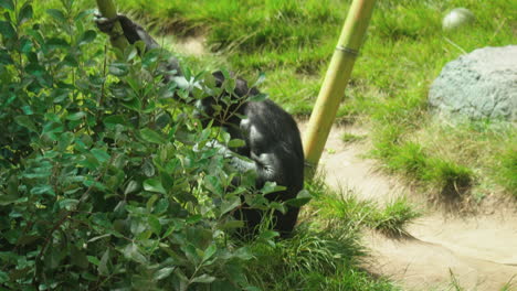 Un-Chimpancé-Cautivo-Parado-Cerca-De-Un-Arbusto