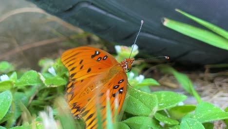 Butterfly-Beauty-close-up-in-Natural-Ecosystem-flutters-wings-in-breeze