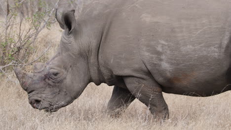 Black-Rhinoceros-Feeds-On-Grass-While-Roaming-On-Grassland-In-Africa