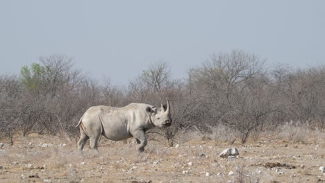 Black-Rhinoceros-Standing-On-Arid-Grassland-Of-Africa
