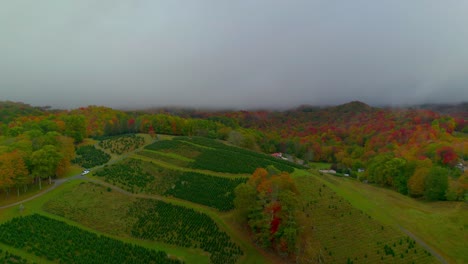 Drone-flying-over-Christmas-Tree-farm-in-the-fall-during-an-overcast-foggy-morning