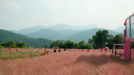 Rosa-Muhly-Plantage-Im-Hochland-Mit-Koreanern,-Die-Auf-Der-Kräuterinsel-Herumlaufen-Und-Fotos-In-Grasland-Und-Berglandschaft-Machen-–-Zeitlupenschwenk