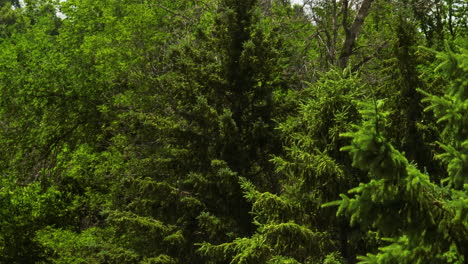 Oronoco-natural-river-park,-aerial-closeup-of-vibrant-green-pine-trees,-sideways