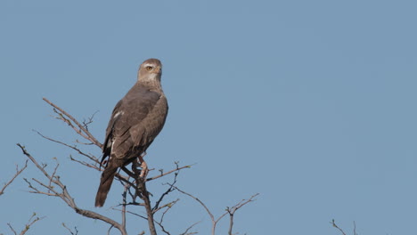 Alert-Brown-Eagle-Perching-On-Branches-In-South-Africa