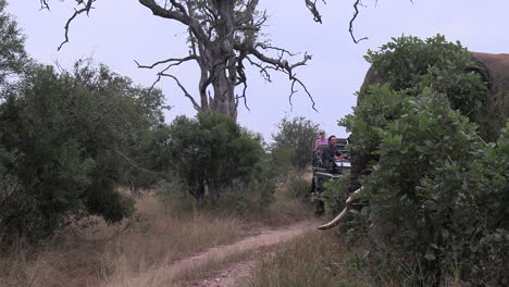 Large-elephant-emerges-from-brush-to-the-right,-passing-a-safari-vehicle