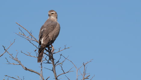 Brown-Eagle-Perching-On-Tree-Branches-Against-Blue-Sky-In-Africa