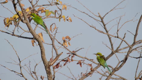 Pájaros-Abejarucos-De-Cola-Bifurcada-En-Un-árbol-Con-Hojas-Y-Ramas-Secas
