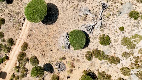 -Diksam-Plataeu,-Socotra-Island,-Yemen---Rising-Shot-Over-Half-Dead-Dragon-Blood-Tree---Aerial-Drone