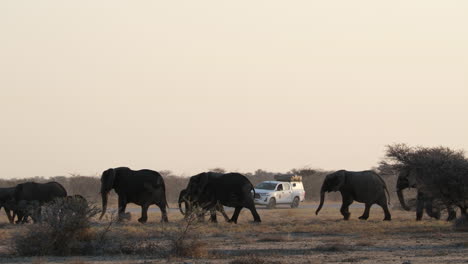 Eine-Gruppe-Afrikanischer-Buschelefanten,-Die-Langsam-Gehen,-Mit-Einem-Weißen-Geparkten-Auto-Im-Hintergrund-–-Totale