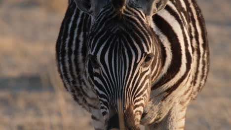 Close-up-View-Of-A-Zebra-Grazing-In-The-Wilds-In-Nature-Reserve-Park-Of-Africa